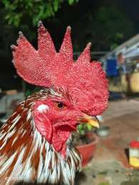 tính năng nổi bật đá gà đồng tháp