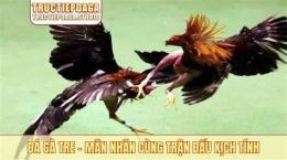 tính năng nổi bật đá gà giải gà tre