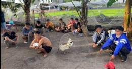 tính năng nổi bật đá gà hóc môn