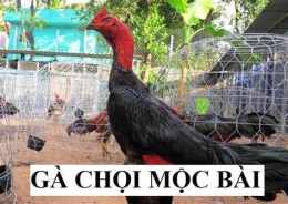 tính năng nổi bật đá gà mộc bài chấm com