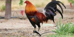 tính năng nổi bật đá gà mỹ rặc