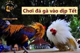 tính năng nổi bật đá gà ngày 1 tháng 1
