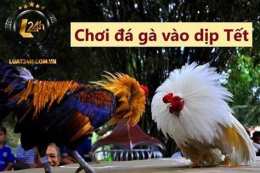 tính năng nổi bật đá gà ngày 9 tháng 9