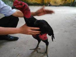 tính năng nổi bật đá gà nòi bình định