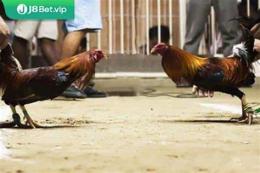 tính năng nổi bật đá gà peru cựa dao