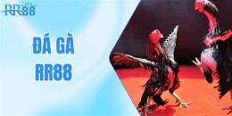 tính năng nổi bật đá gà rr88