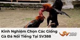 tính năng nổi bật đa gà sv388.com