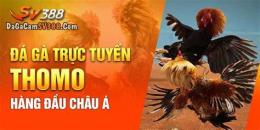 tính năng nổi bật đá gà sv388.top