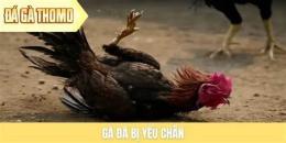 tính năng nổi bật da ga thomo 8/2