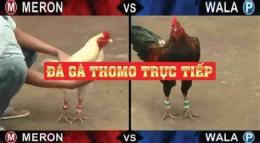 tính năng nổi bật đá gà thomo 9 tháng 10