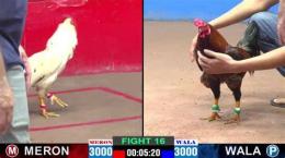 tính năng nổi bật đá gà thomo hoàng phi hải vs bảo sting