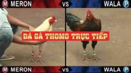 tính năng nổi bật đá gà thomo ngày 11/5/2023