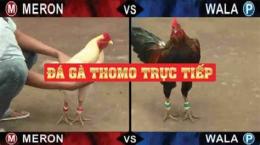 tính năng nổi bật đá gà thomo ngày 24 tháng 8