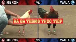 tính năng nổi bật đá gà thomo ngày 6 tháng 10 c2