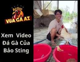 tính năng nổi bật đá gà thomo vua gà az