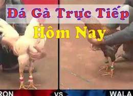tính năng nổi bật đá gà trực tiếp 1/1