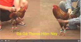 tính năng nổi bật đá gà trực tiếp gà thomo hôm nay