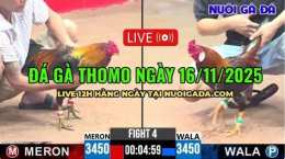 tính năng nổi bật đá gà trực tiếp thomo ngày 16 tháng 11