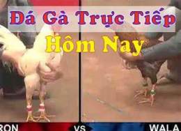 tính năng nổi bật đá gà trực tiếp trận