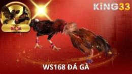 tính năng nổi bật đá gà trực tiếp ws168