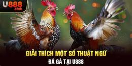 tính năng nổi bật đá gà u888