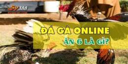 tính năng nổi bật đại lý thuốc gà đá