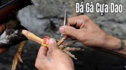 tính năng nổi bật diem ban cua ga da