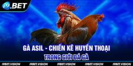 tính năng nổi bật ga asil da hay khong