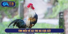 tính năng nổi bật ga ben tre da cua sat