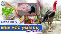 tính năng nổi bật gà bị nấm da
