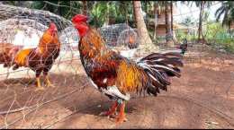 tính năng nổi bật gà bông phu phu đá