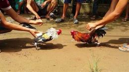 tính năng nổi bật gà choi đá nhau