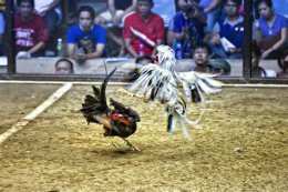 tính năng nổi bật gà chọi thái lan đá