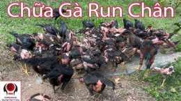 tính năng nổi bật gà đá bị run chân