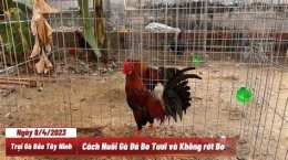 tính năng nổi bật gà đá bo lớn là sao