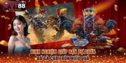 tính năng nổi bật gà đá cựa tròn