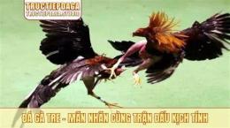 tính năng nổi bật gà đá giải 12 3