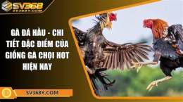 tính năng nổi bật ga da hau giang 2015