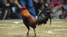 tính năng nổi bật ga da hay nhat the gioi
