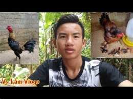 tính năng nổi bật gà đá lùi tát