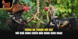 tính năng nổi bật gà đá thomo hay nhất