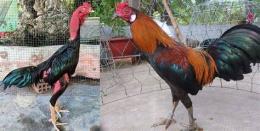 tính năng nổi bật gà đòn đá hay