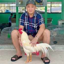 tính năng nổi bật gà tân rạch giá đá với phúc bình dương