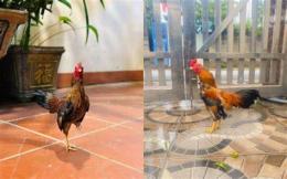tính năng nổi bật gà tre bắc tít đã