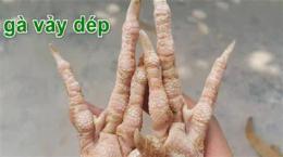 tính năng nổi bật gà vảy dép đá hay