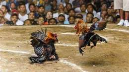 tính năng nổi bật game đá gà ăn tiền