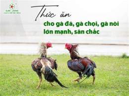 tính năng nổi bật giờ cho gà đá ăn