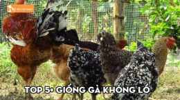 tính năng nổi bật giong ga da cua sat hay nhat hien nay