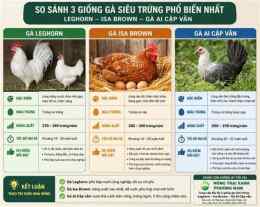 tính năng nổi bật giong ga da tot nhat hien nay