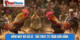 tính năng nổi bật hom nay da ga gi